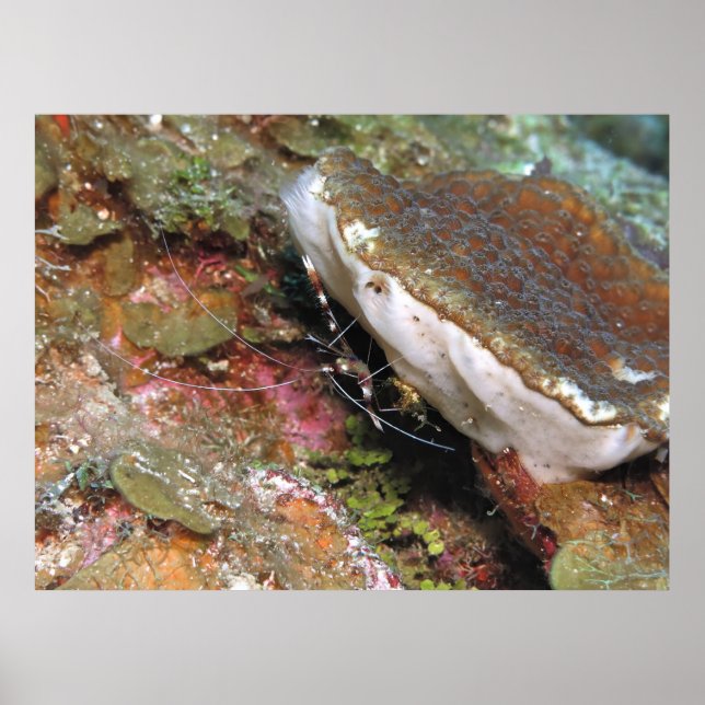 Little Coral Shrimp Poster (Framsidan)
