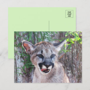 Little Cougar Unge vycard Vykort