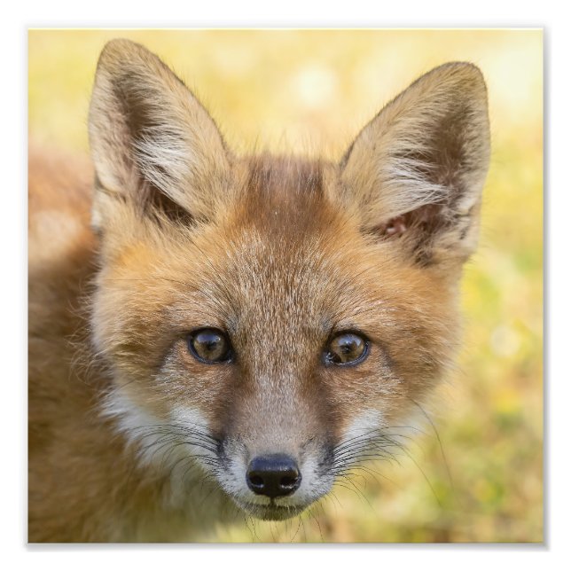Little Cutie Fox Porträtt Fototryck (Framsidan)
