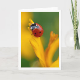 Little Dam på en blomma Anteckningskort