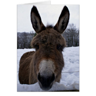 Little Donkey Hälsningskort