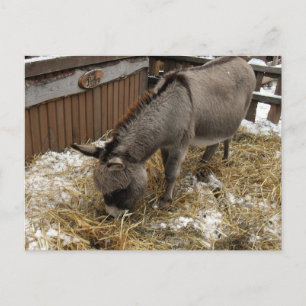 Little Donkey jul Helg Vykort