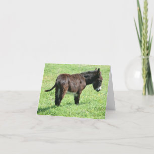 LITTLE DONKEY KORT