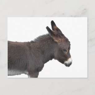 Little Donkey vycard Vykort