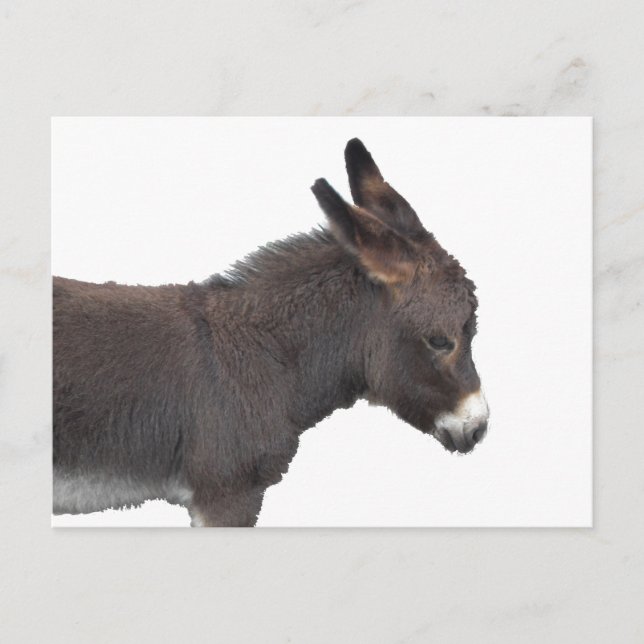 Little Donkey vycard Vykort (Framsida)