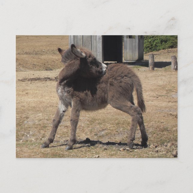 Little Donkey Vykort (Framsida)