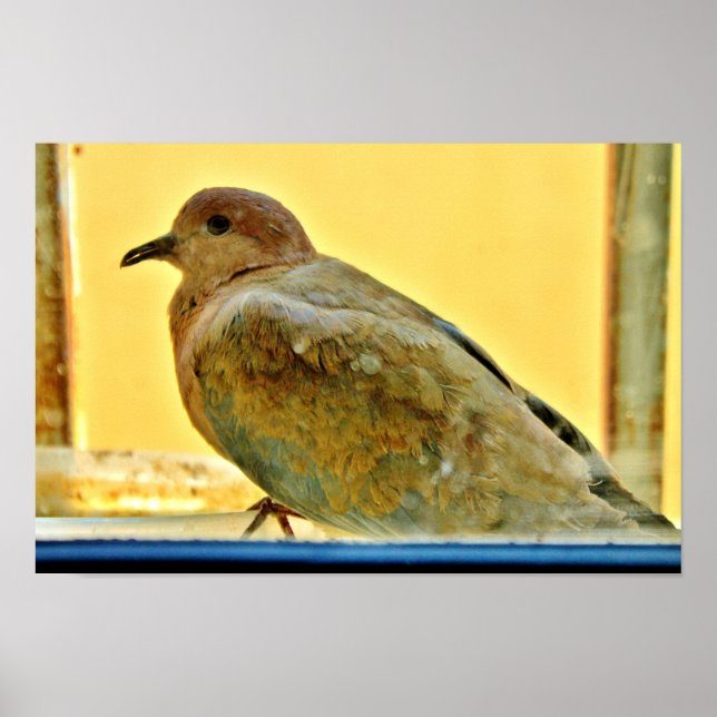 Little Dove Poster (Framsidan)