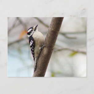 Little Downy Woodpecker Bird Postcard Vykort