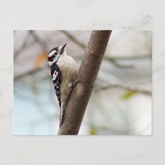 Little Downy Woodpecker Bird Postcard Vykort (Framsida)
