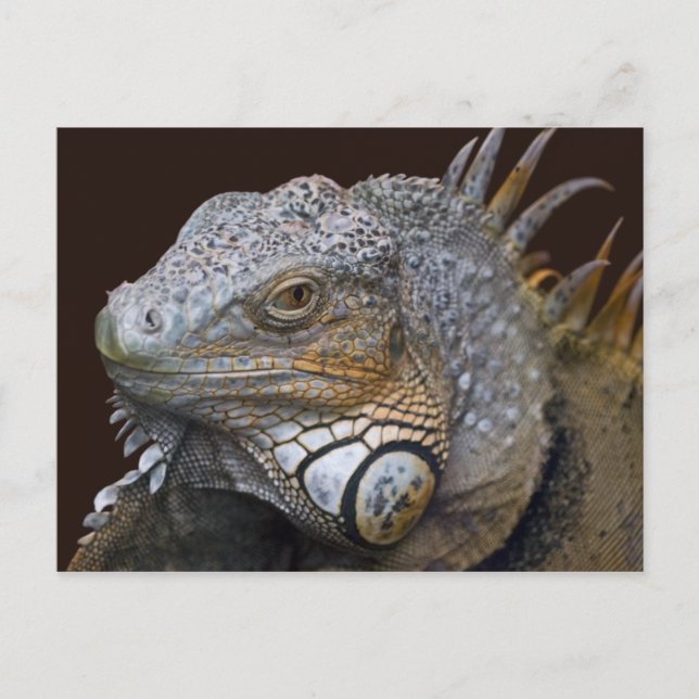 Little Dragon Postcard Vykort (Framsida)