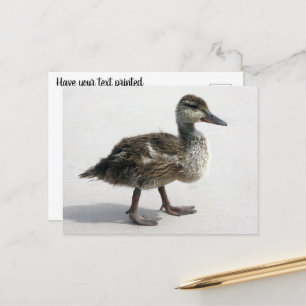 Little Duckling Vykort