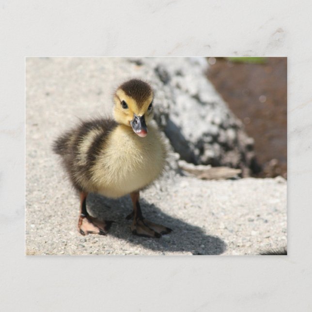 Little Duckling-vykort Vykort (Framsida)