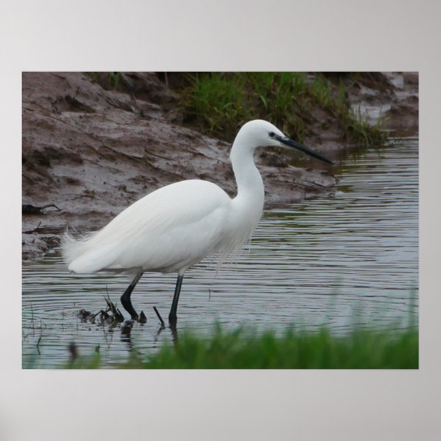 Little Egret Poster (Framsidan)