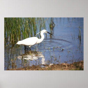 Little Egret Poster