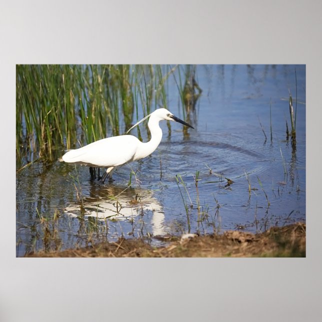 Little Egret Poster (Framsidan)