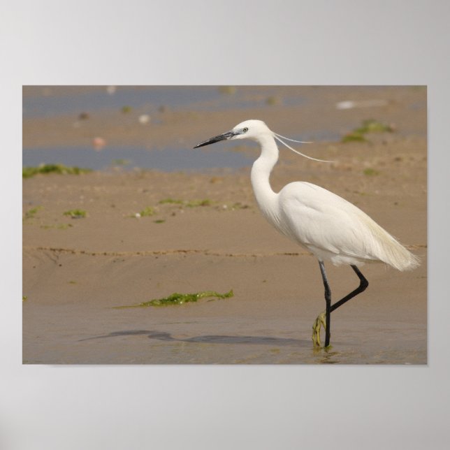 Little Egret Poster (Framsidan)