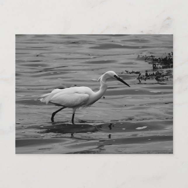 Little Egret-vykort Helg Vykort (Framsida)