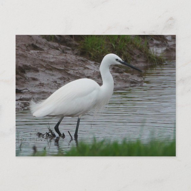 Little Egret-vykort Helg Vykort (Framsida)