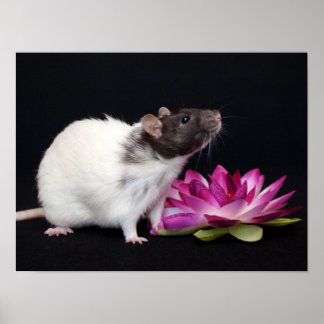 Little Flower - Råtta Poster