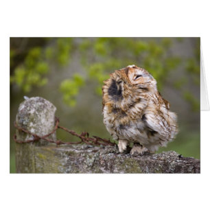 Little Fluff Boll Hälsningskort