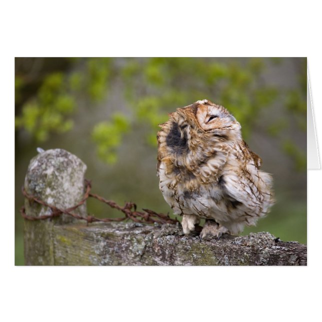 Little Fluff Boll Hälsningskort (Framsidan Horizontal)