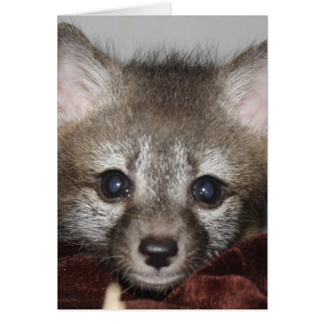Little Fox Hälsningskort (Framsidan)