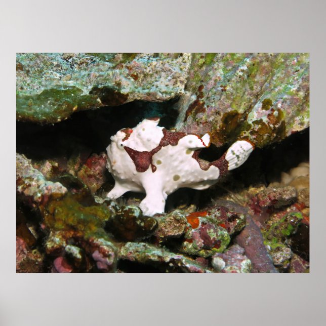 Little Frogfish Poster (Framsidan)