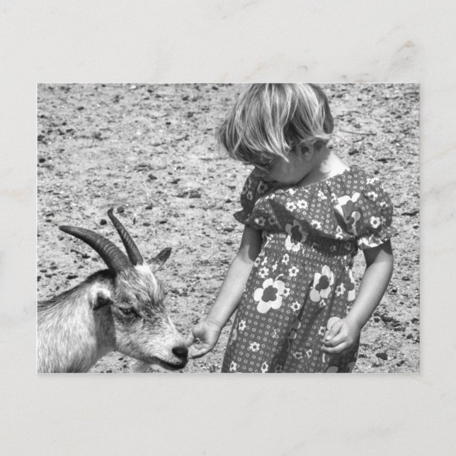 Little Girl Matar en goat Sunrosfrö 1971 Vykort (Framsida)