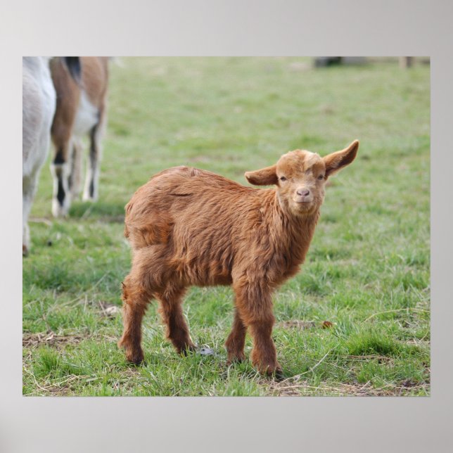 Little Goat ~ Zicklein ~ kleine Ziege Poster (Framsidan)