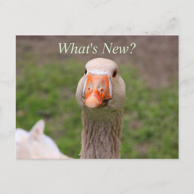 Little Goose Vykort (Framsida)