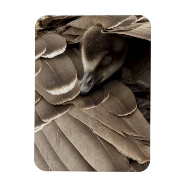 Little Gosling under Mamma Vinge Magnet (Vertikal)