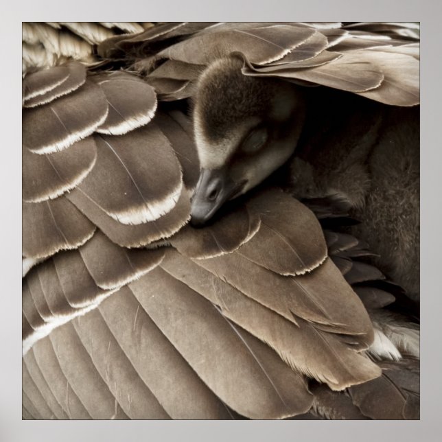 Little Gosling under Mamma Vinge Poster (Framsidan)