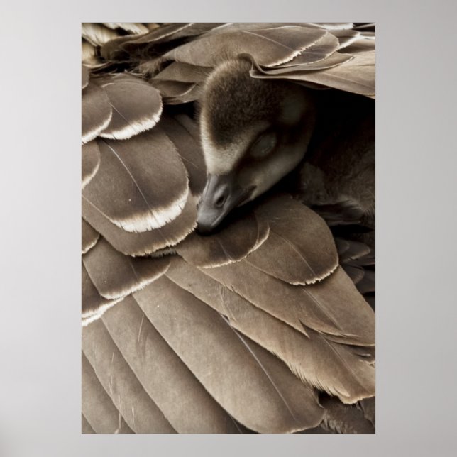 Little Gosling under Mamma Vinge Poster (Framsidan)