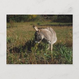 Little grått Donkey w/wildblommor Vykort