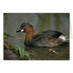 Little Grebe Hälsningskort