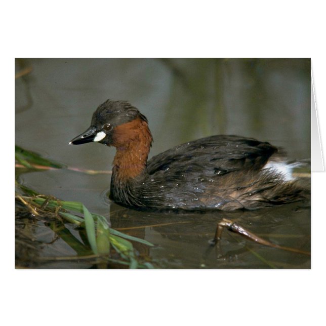 Little Grebe Hälsningskort (Framsidan Horizontal)