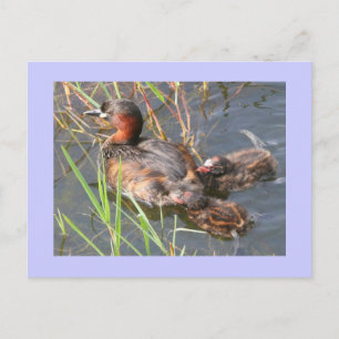Little Grebes Vykort