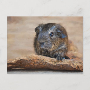 Little Guinea Gris Painting Vykort