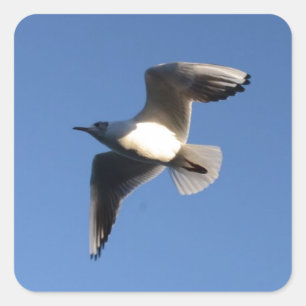 Little Gull Fyrkantigt Klistermärke