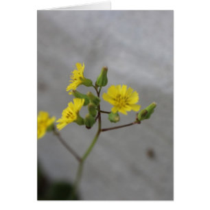 Little Gult Flower #3 Hälsningskort