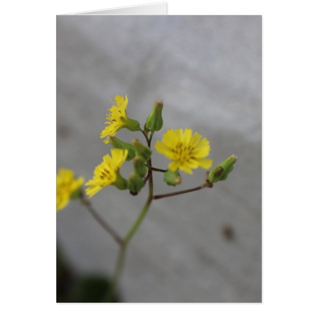 Little Gult Flower #3 Hälsningskort (Framsidan)
