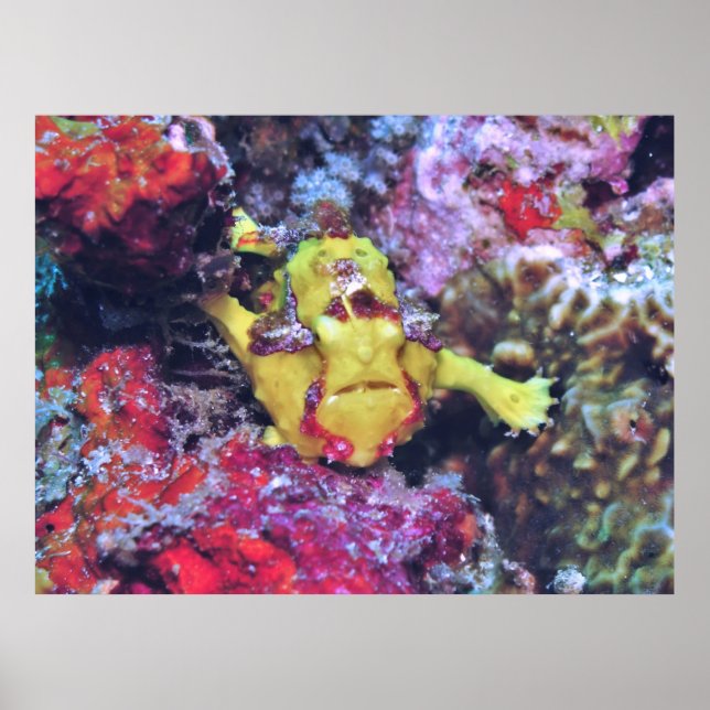 Little Gult Frogfish Poster (Framsidan)
