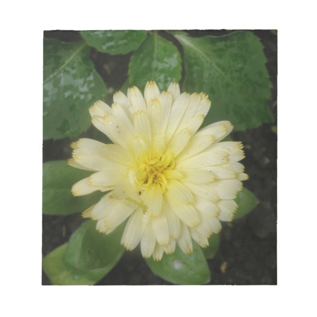 Little Gult Marigold Anteckningsblock (Framsida)