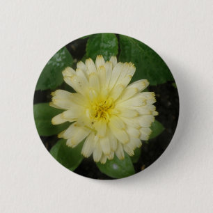 Little Gult Marigold Button Knapp