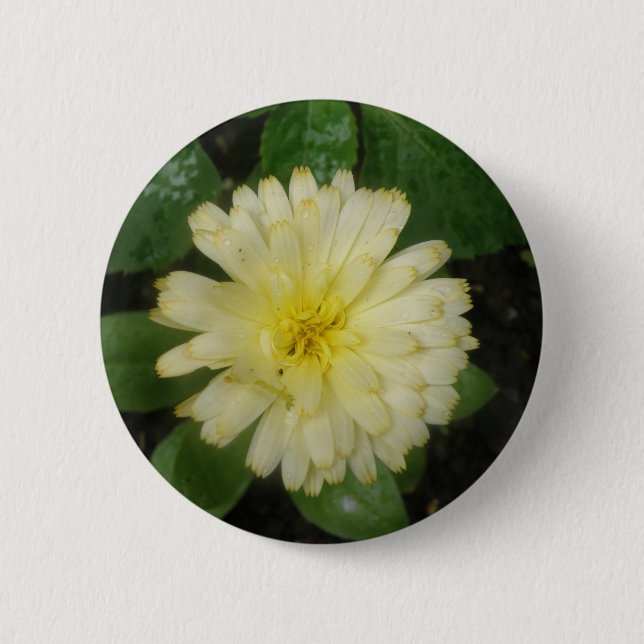 Little Gult Marigold Button Knapp (Framsida)