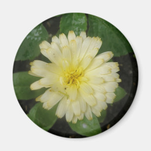 Little Gult Marigold Magnet