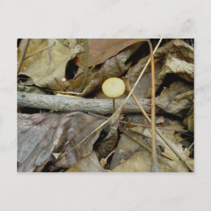 Little Gult Mushroom Postcard Vykort