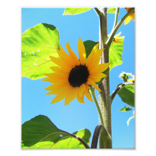 Little Gult Solros 8x10 Fototryck