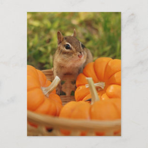 Little Harvest Chipmunk Vykort