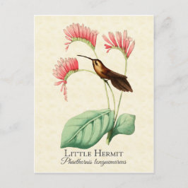 Little Hermit Hummingbird Art Postcard Vykort
